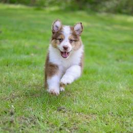 Australian Shepherd Puppies from Sacré-Cœur Australian shepherds
