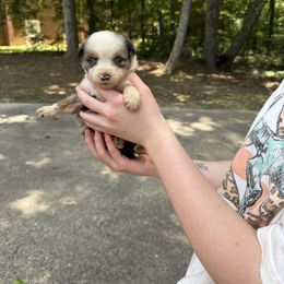 Blue Merle boy 2 - Blue merle male Miniature Australian Shepherd puppy in Muscadine, Alabama from B&M Miniature Australian Shepherds
