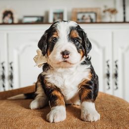 Maple - Bernedoodle puppy from Barnyard 2 Backyard