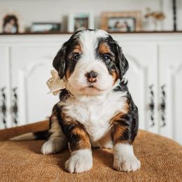 Maple - Bernedoodle puppy from Barnyard 2 Backyard