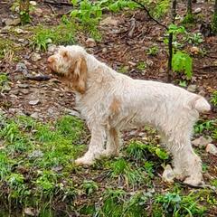 Amber - Spinone Italiano