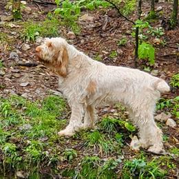 Amber - Spinone Italiano