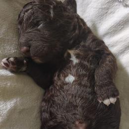 Luke - Brown male Spanish Water Dog puppy in Staunton, Virginia from Spinaz de Can