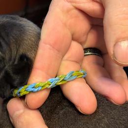 Blue and Green - Silver male Pug puppy in Salem, Oregon from Loda's Pugs