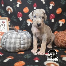Biscotti - Mantle male Great Dane puppy in Spiro, Oklahoma from Big Birch Danes