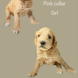Assorted Doodle Crosses Puppies from First Wish Doodles