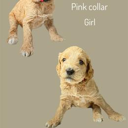 Assorted Doodle Crosses Puppies from First Wish Doodles