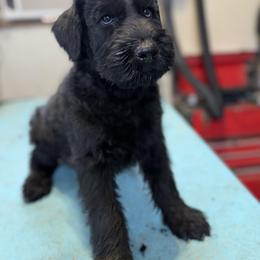 Boy 1 - Black male Giant Schnauzer puppy in Bois D’arc, Missouri from Down Low Kennels