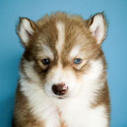 Halo - Red and white female Siberian Husky puppy in Knoxville, Tennessee from The Siberian Empire