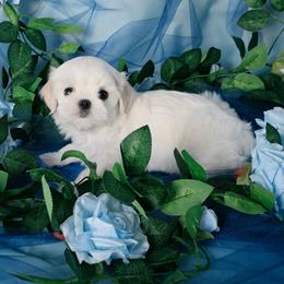 Male 3 - White and lemon male Maltese puppy in Fresno, California from Soua's Pups