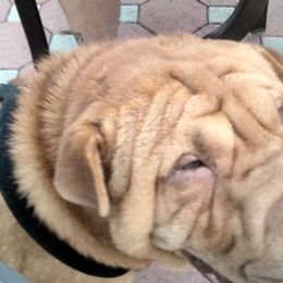Chinese Shar-Pei from David's Chinese Shar-Pei