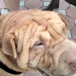 Chinese Shar-Pei from David's Chinese Shar-Pei