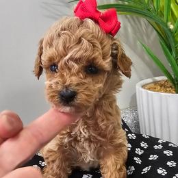 Pixie - Apricot female Poodle puppy in Utica, Ohio from Poodle Me Crazy