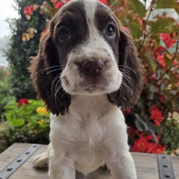 Harper - White and liver female English Springer Spaniel puppy in Statesville, North Carolina from BAR Z Springers