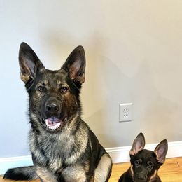 German Shepherds from Silver Spruce Shepherds LLC