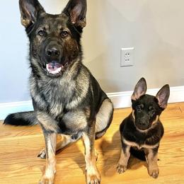German Shepherds from Silver Spruce Shepherds LLC