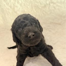 Pandora - Black female Goldendoodle puppy in Arlington, Texas from Chambers Doodle Patch