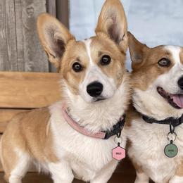 Pembroke Welsh Corgis from D&D Country Corgis