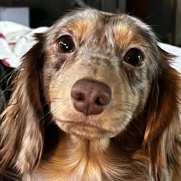 Lucy - Dachshund