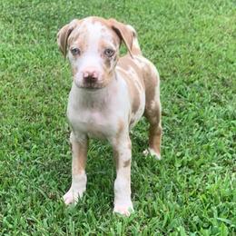 Red collar female - Red merle female Catahoula Leopard Dog puppy in Gadsden, Alabama from Rich Cat’s