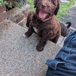 Sunflower (Sunny) - Chocolate female Australian Labradoodle puppy in Sturbridge, Massachusetts from Pawlite Best Friends