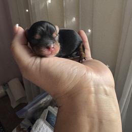 Yorkshire Terrier Puppies from Crystal Garden Yorkies