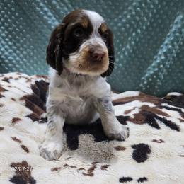 Girl 1 Apple - Liver white and tan female English Springer Spaniel puppy in Saginaw, Michigan from Kemerer Springers