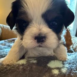 Janet - Tri-color female Cavalier King Charles Spaniel puppy in Saint Paul, Minnesota from Amy’s Puppy Tzu