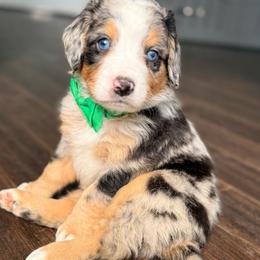 Lucky Charms two blue eyes - Blue merle male Bernedoodle puppy in Marion, Ohio from Doodles & Doxies