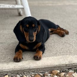 Emma - Dachshund