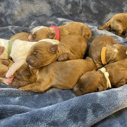 Australian Labradoodle Puppies from Kippy’s Farm Australian Labradoodles