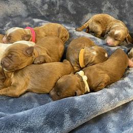 Australian Labradoodle Puppies from Kippy’s Farm Australian Labradoodles