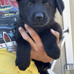 Blue - Black female German Shepherd puppy in Jennings, Kansas from Lost Creek German Shepherds LLC