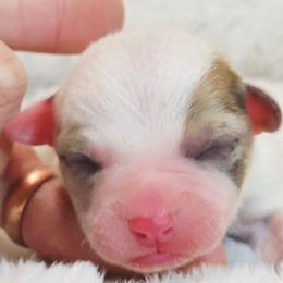 Red Merle Boy - Red merle and white male American Corgi puppy in Clovis, New Mexico from Sweet & Salty Cowdogs