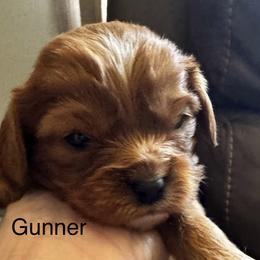 Gunner - Ruby male Cavalier King Charles Spaniel puppy in Wadsworth, Nevada from T/V Cavalier's