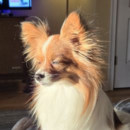Winston - Papillon