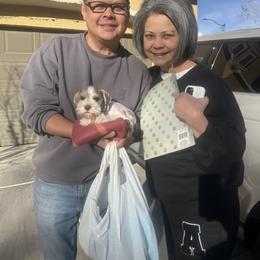 Miniature Schnauzer All Grown Up from Feshia Mosley