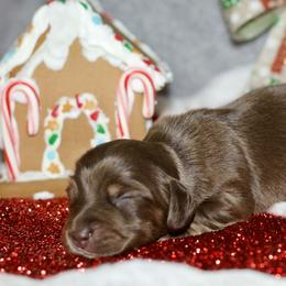 Nyla - Chocolate and tan female Dachshund puppy in Bellville, Ohio from JK Mini Doxies