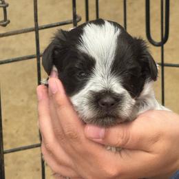 Hot pink girl - Parti female Miniature Schnauzer puppy in Oneonta, Alabama from Murphree Valley Kennels