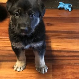 German Shepherd Puppies from Sandy’s Shepherds