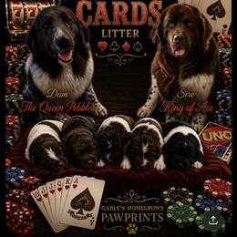 Newfoundland puppies from Gables Homegrown Pawprints
