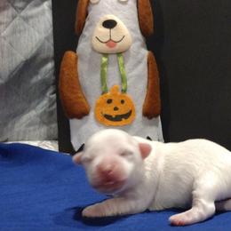 Coton de Tulear Puppies from Marilyn Edwards
