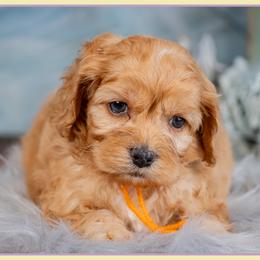 Cypress - Red and white male Cockapoo puppy in Connersville, Indiana from Deaz Doodle Ranch