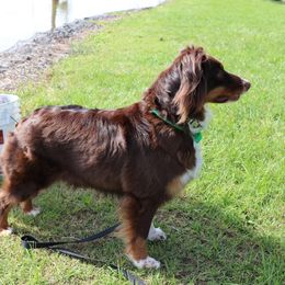Phoebe - Australian Shepherd