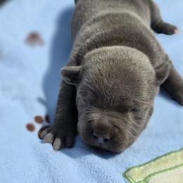 Girl 1 - Blue female Staffordshire Bull Terrier puppy in Houston, Texas from Khaleesi Kennel Blue Staffordshire-bull-terrier