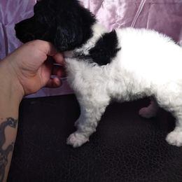 Chihuahua and Poodle Puppies from October Glory Standard Poodles