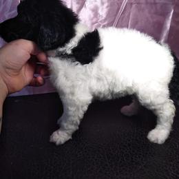 Chihuahua and Poodle Puppies from October Glory Standard Poodles