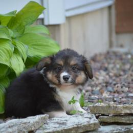 Pembroke Welsh Corgi Puppies from C&G Corgis