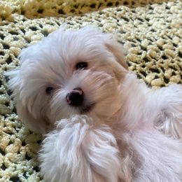Rose - White female Maltese puppy in Bonham, Texas from My Maltese Family