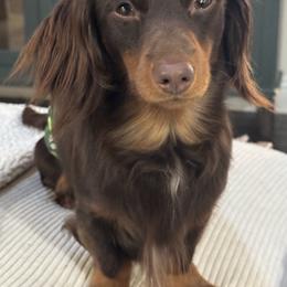 Milo - Chocolate and tan male Dachshund puppy in Cherry Valley, California from Sugar and Spice Dachshunds